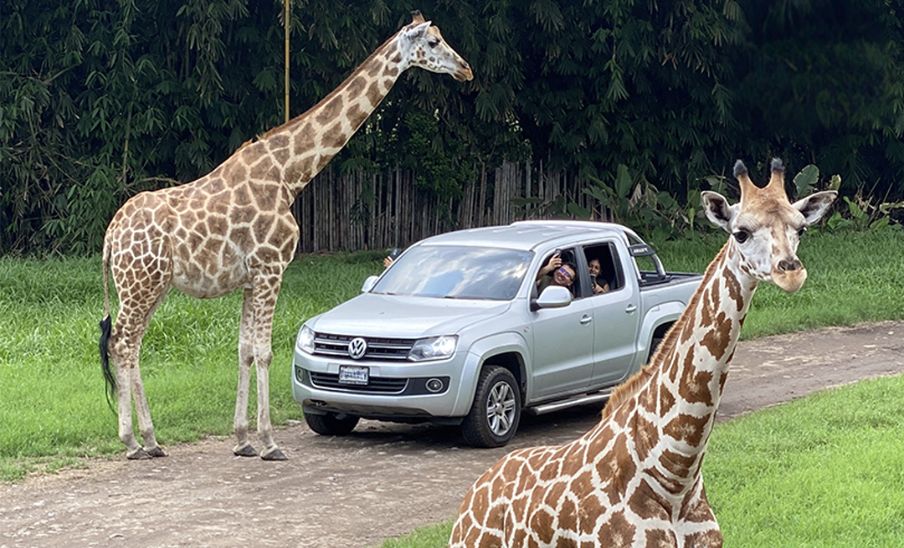 Horarios del Auto Safari Chapín durante fin de año 2024